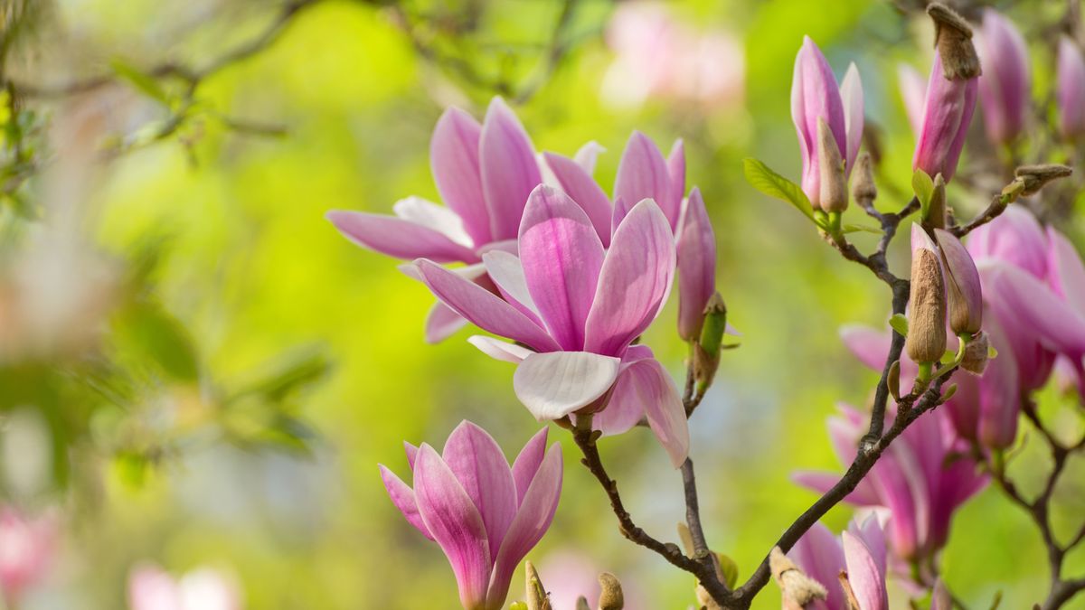 Wie man Magnolien befruchtet - Gartenexperten zeigen die Geheimnisse, um besser zu blühen, und das Timing ist kritisch