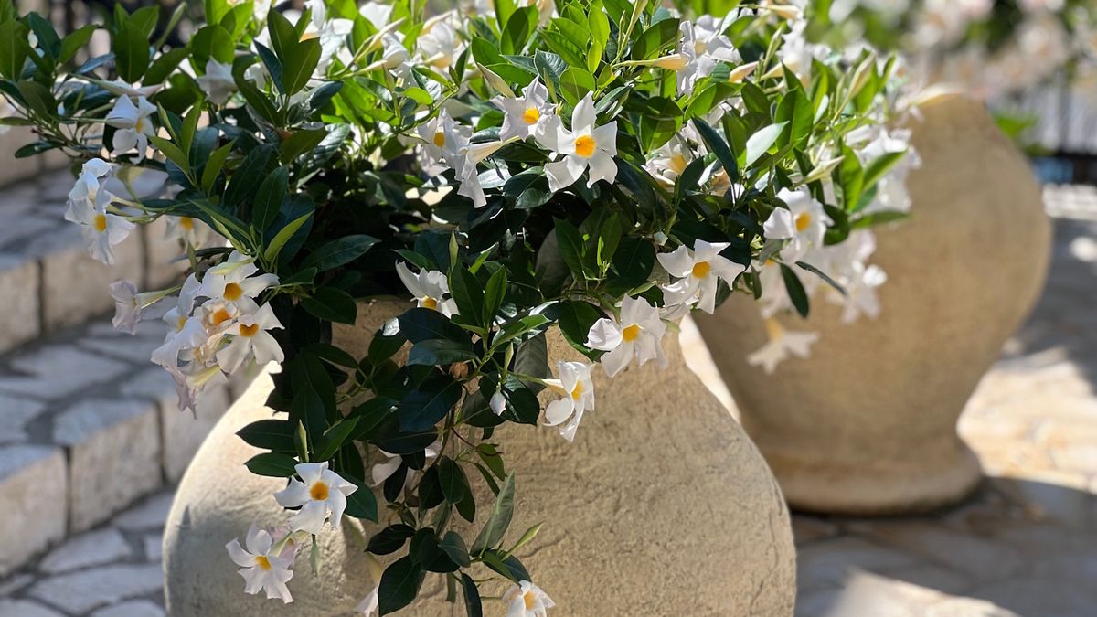 Wie man Mandevilla in Töpfen anbaut - und Ihren Außenraum mit auffälligen tropischen Blumen in diesem Sommer erhöhen