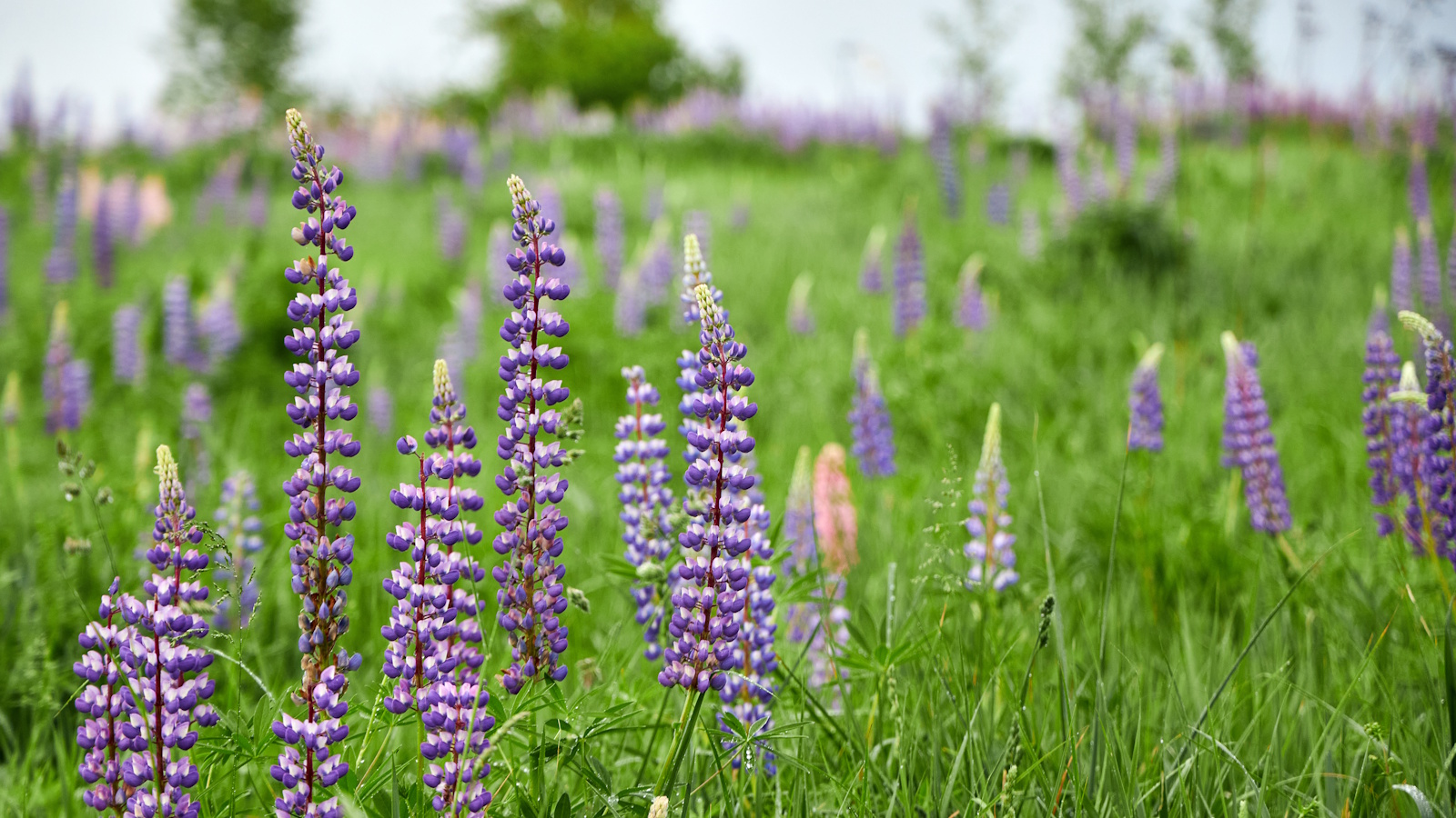 Purple lupin flowers in a meadow setting