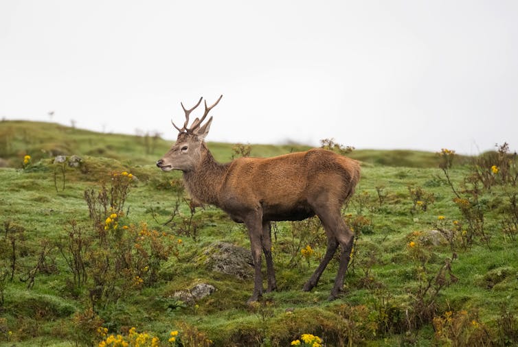 Hübsches Hirsch auf Grashügel