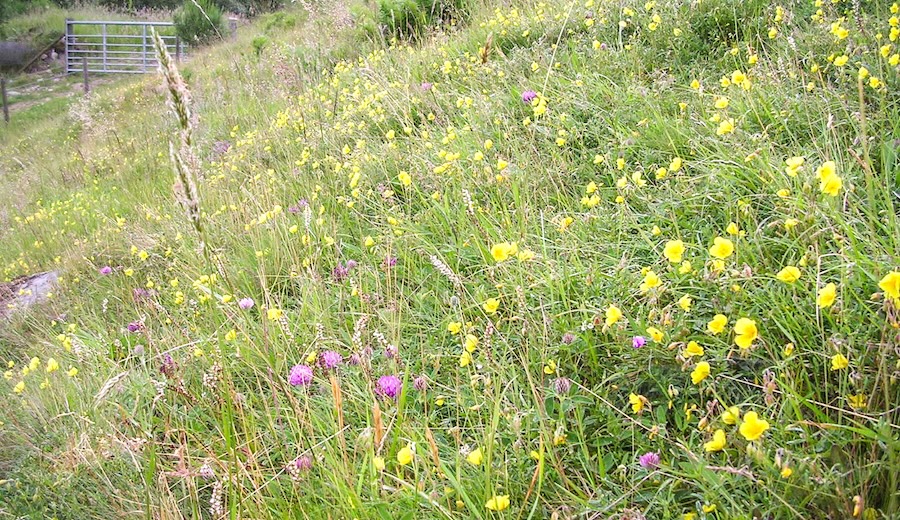 Butterfly charity pilot aims to help farmers profit from helping wildlife