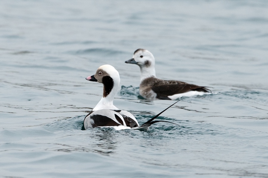The silence of the swans: new report highlights concern for much-loved birds