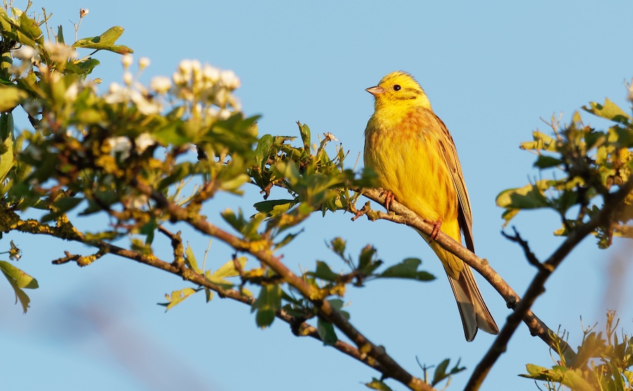 Major new report reveals changing fortunes for UK’s breeding birds