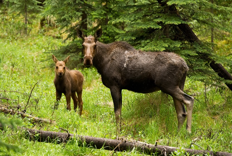 Elk, bison & beaver: funding awarded to projects exploring return of lost species