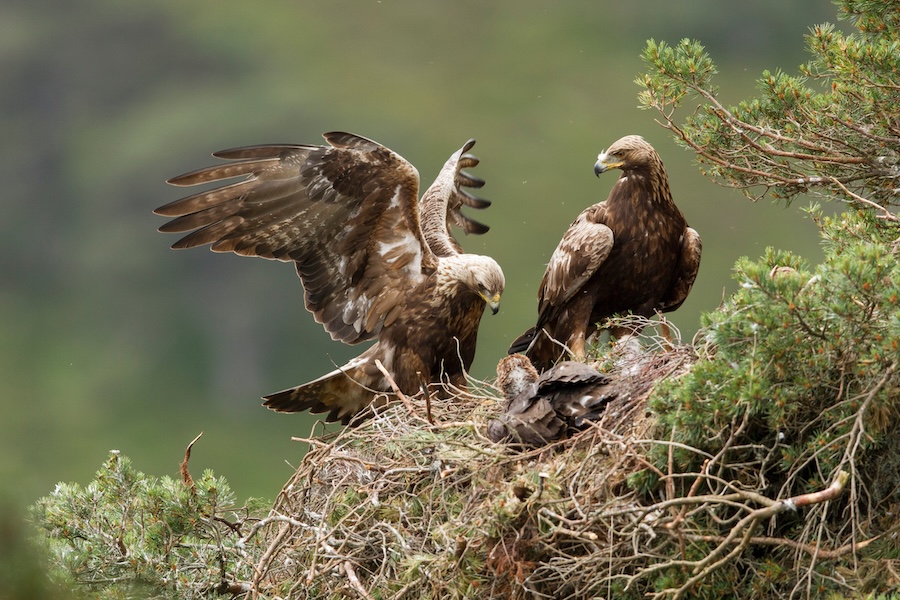 Britain’s largest rewilding landscape launches as new charity