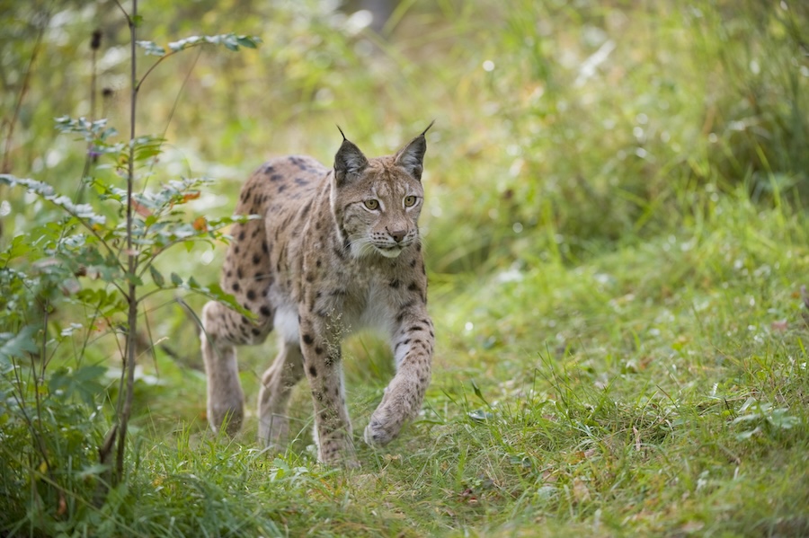 Lynx – major report on cross-sector discussions outlines key issues and recommendations for Scotland
