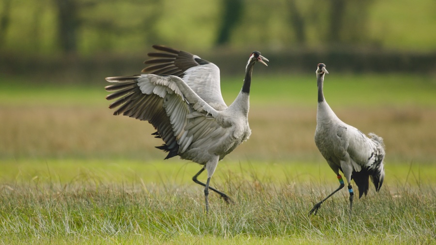 Record-breaking year for UK’s tallest bird