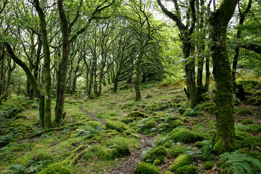 How to create a thriving forest