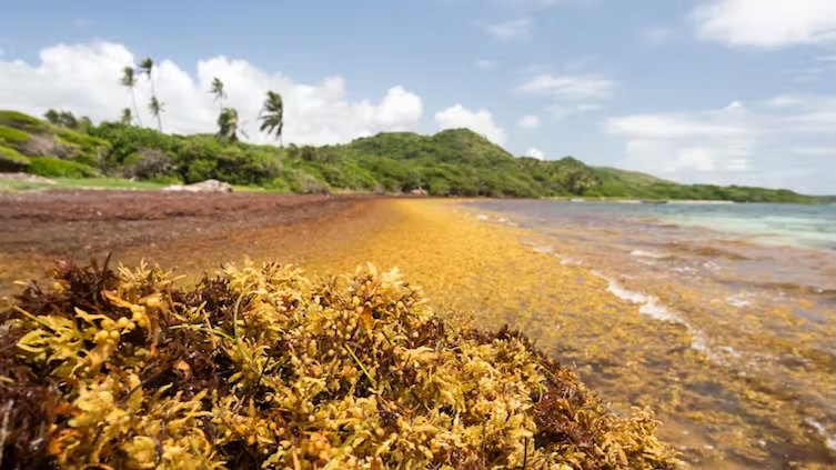 How a toxic seaweed choking Caribbean beaches could become a valuable resource