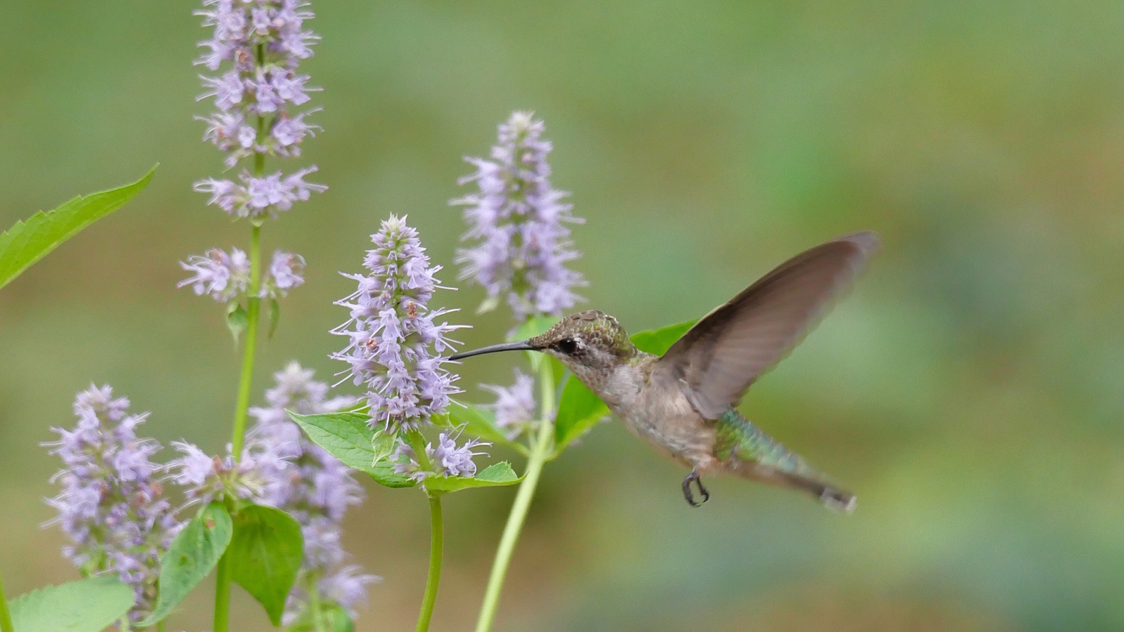 Hummingbird in flight, feeding at a purple agastache flower during summer