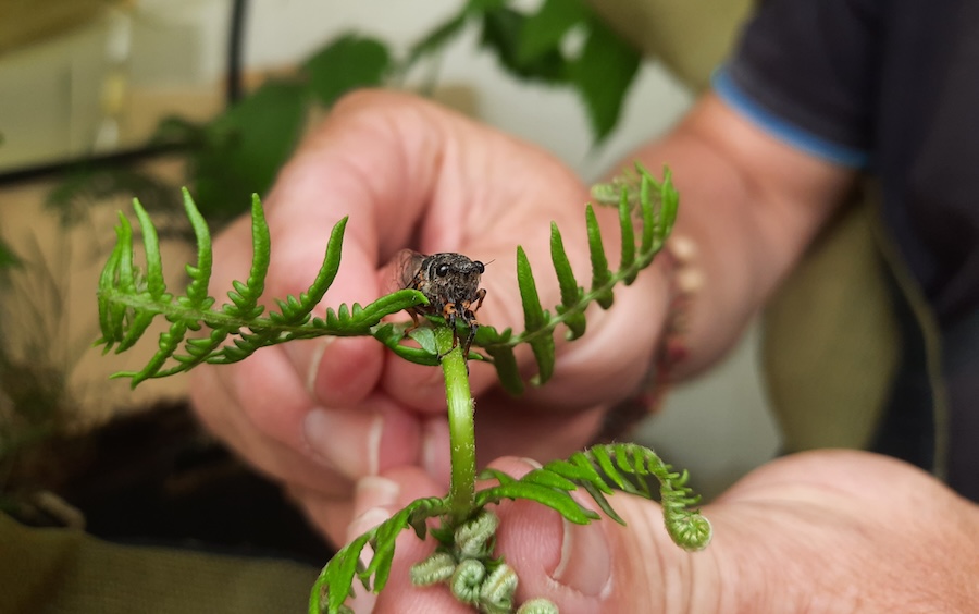Singing cicadas brought back to Britain from France for reintroduction