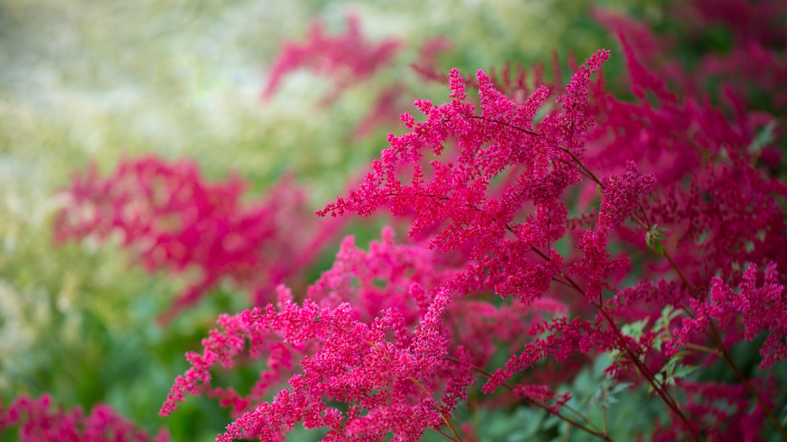 Pink Astilbe blüht in einem sonnigen Garten