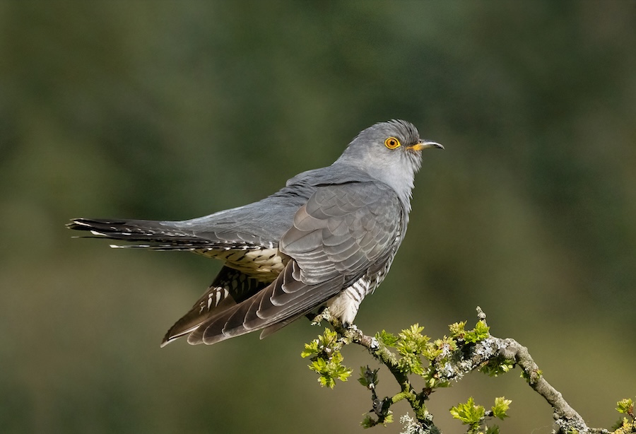 Cuckoos clock up the miles on migration