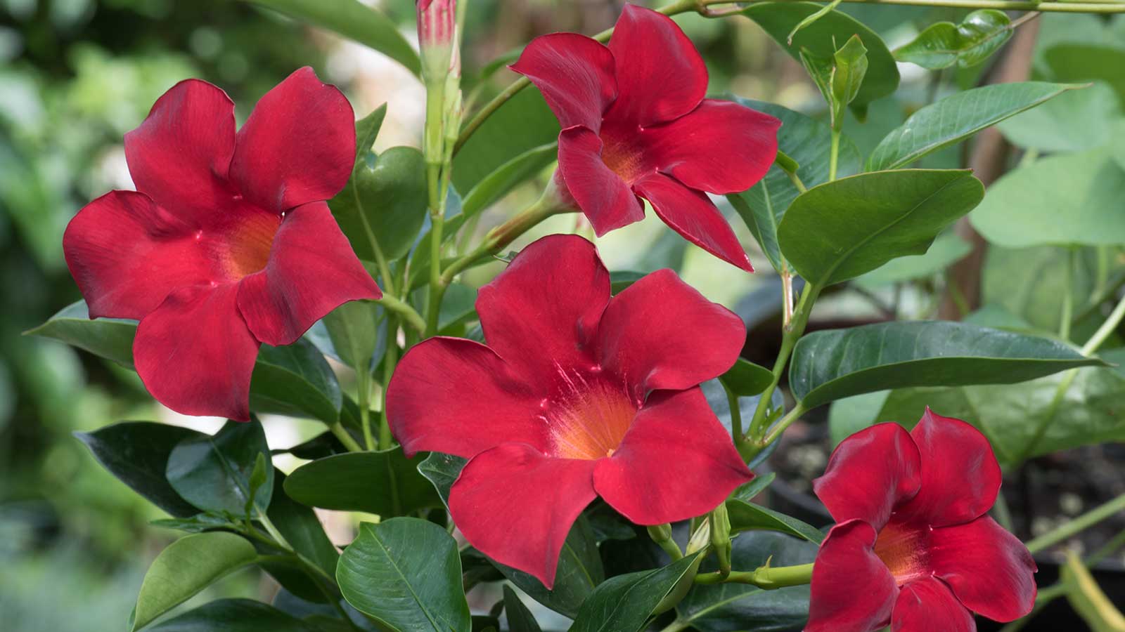 Rote Blumen auf Mandevilla Pflanze
