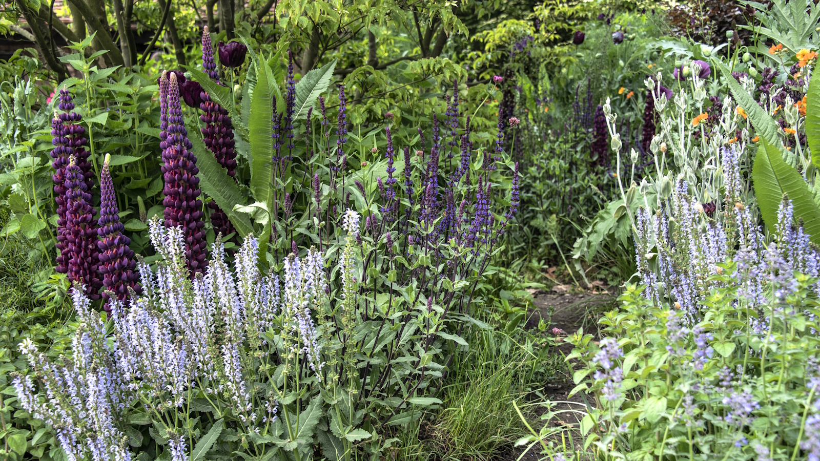 Dense cottage style planting of dark purple lupins and lilac flowering perennials