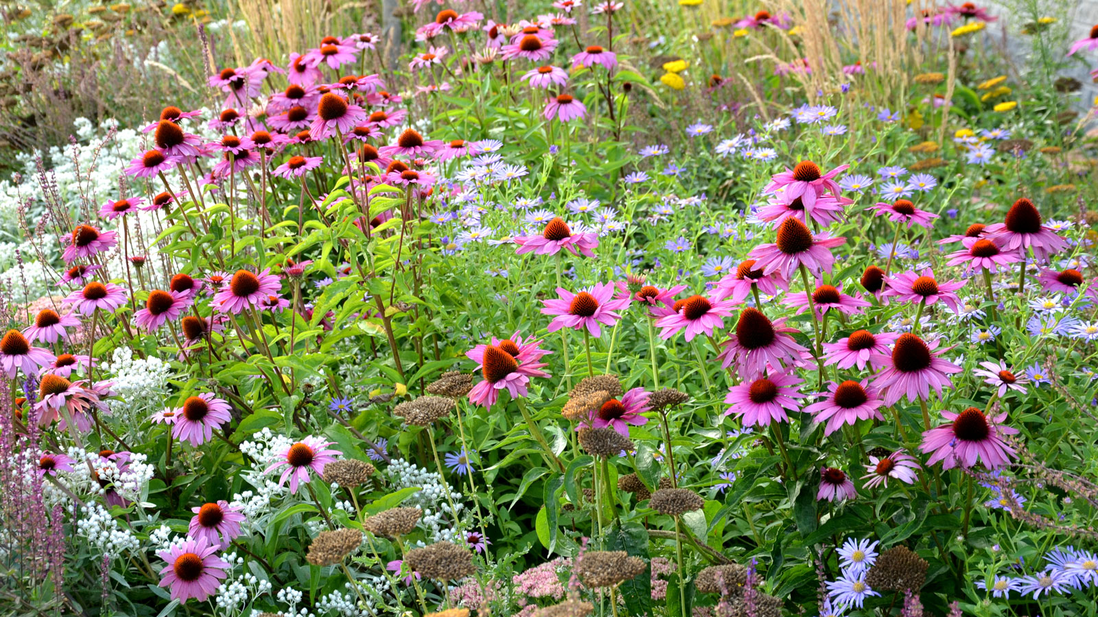 perennial planting