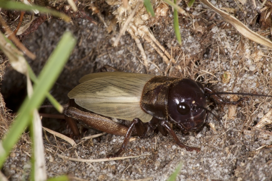 Singing success for one of the UK’s rarest insects – the Field Cricket