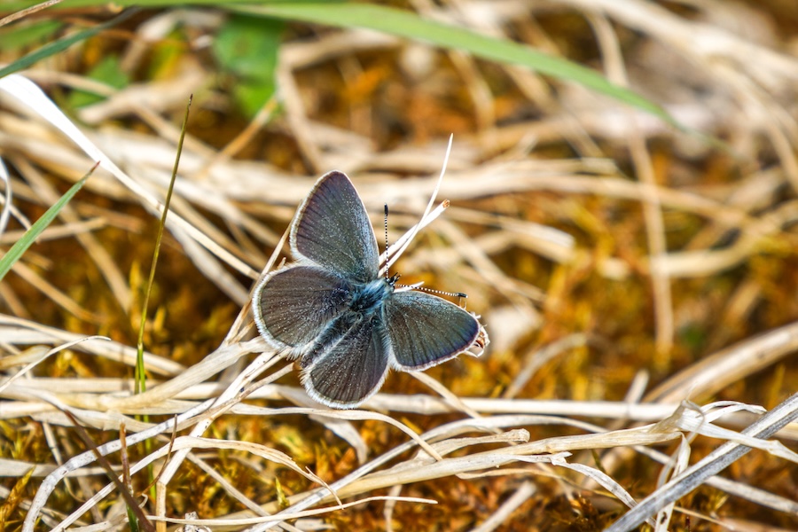 Small Blue butterfly numbers explode in Scotland with 523 seen at a single site