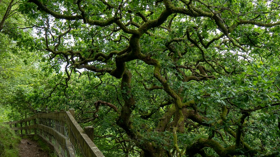 Could trees know when the summer solstice is?