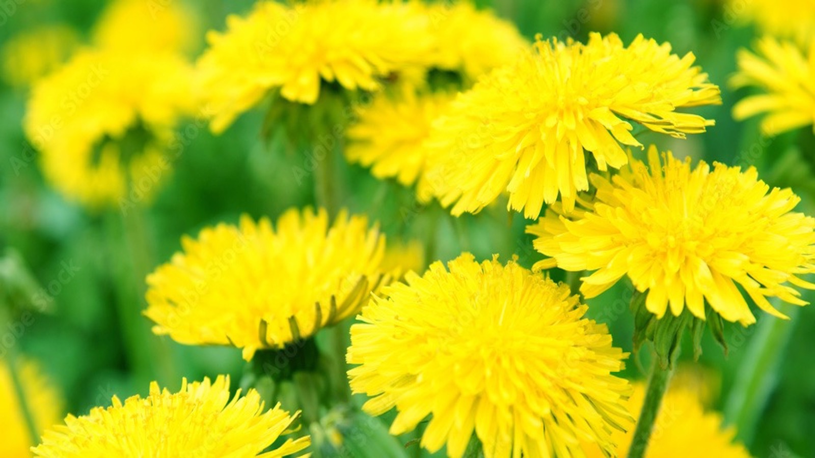 Yellow headed dandelion flowers