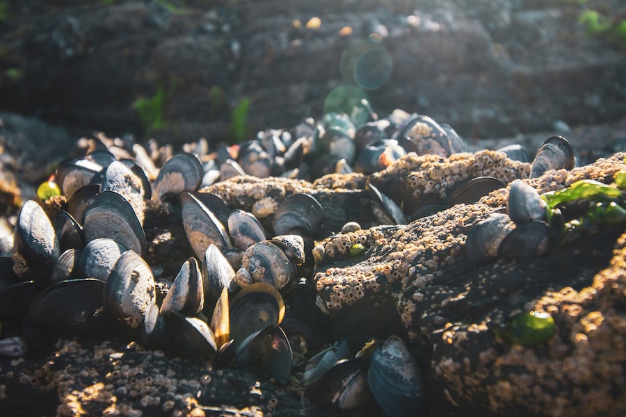 Mussel power: how an offshore shellfish farm is boosting marine life