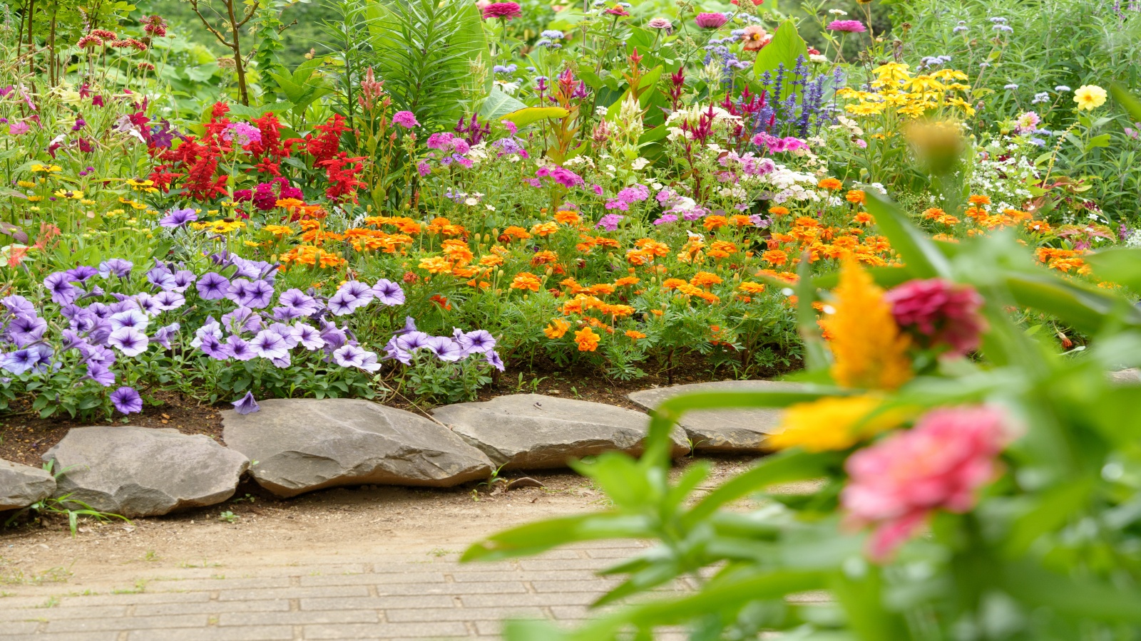 Ein farbenfroher Sommergrenze- und Gartenweg