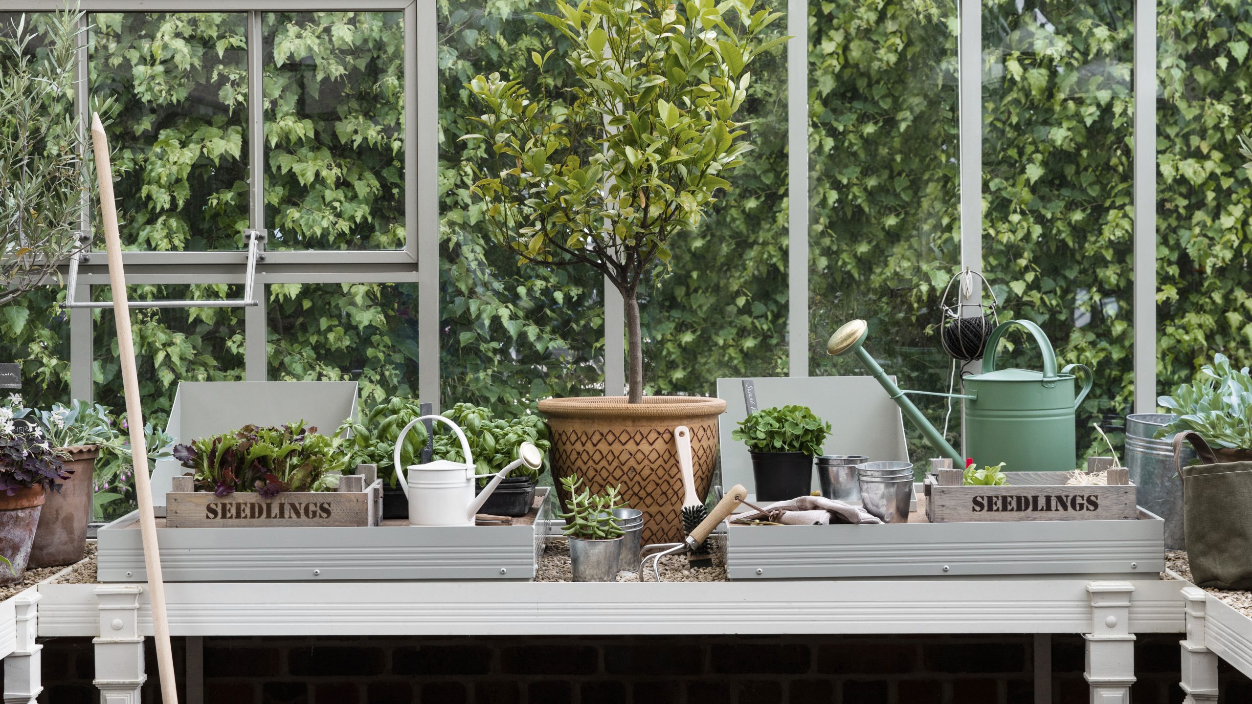 Monty Don’s expert tomato growing tip