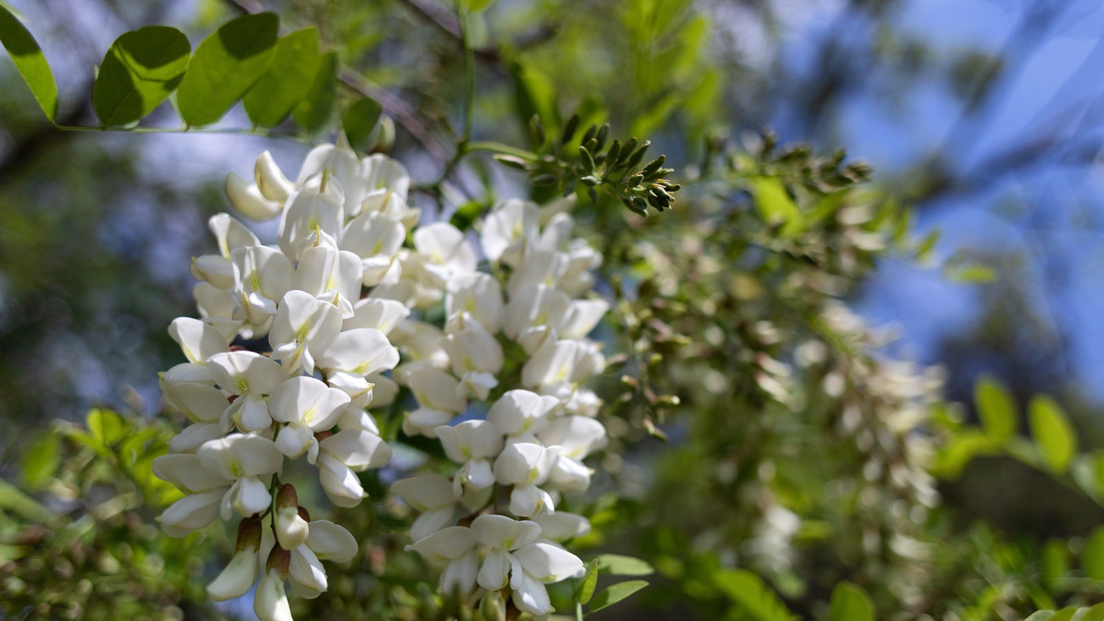 Die weißen Blüten des schwarzen Heuschreckenbaums oder Robinia in einer sonnigen Grenze
