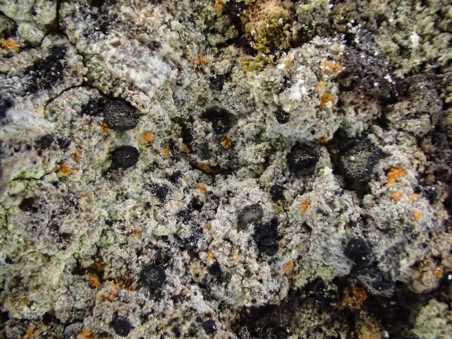 Rare Lichens discovered in one of Cumbria’s last remaining temperate rainforests