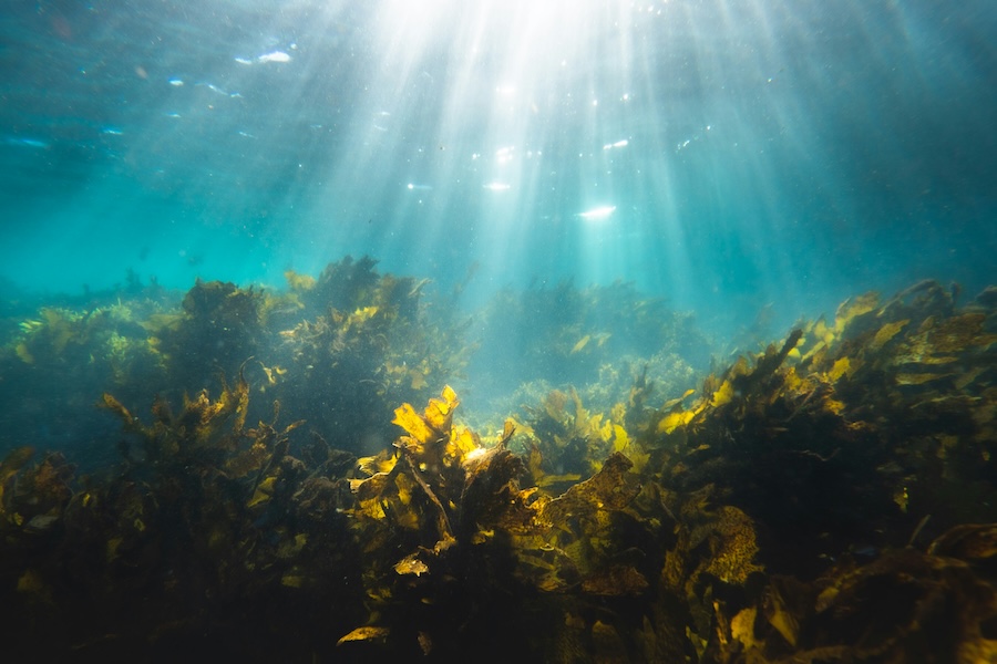 How seaweed is a powerful, yet surprising, climate solution