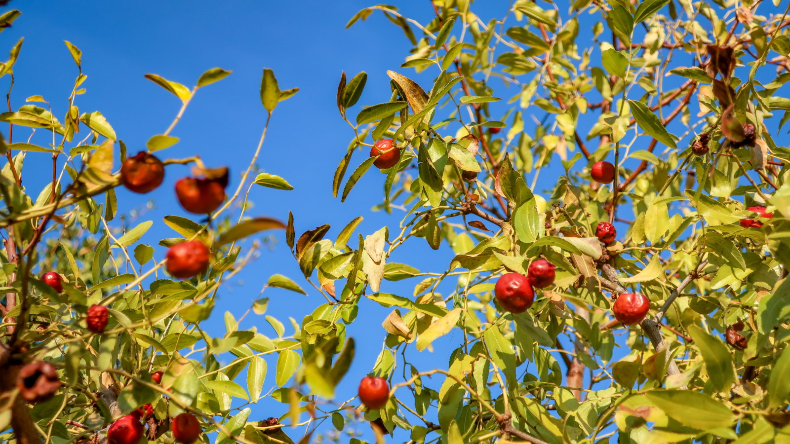 Reife Jujube -Früchte auf einem Jujube -Baum gegen den blauen Himmel