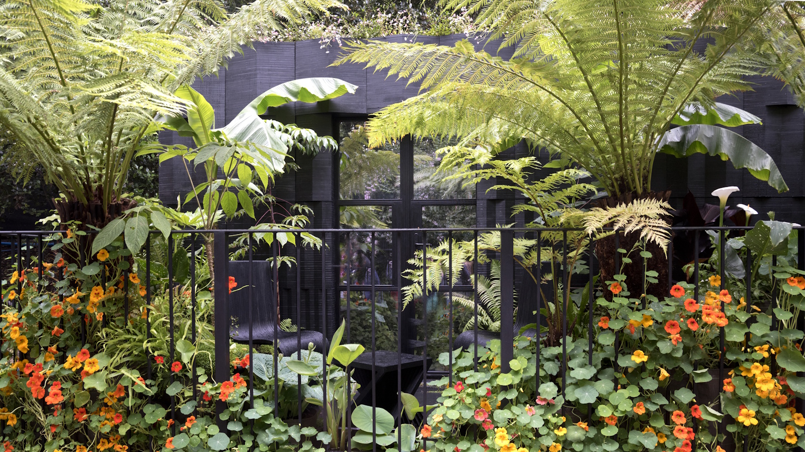 Green balcony garden, with tree ferns and orange nasturtium flowers vining across black railings