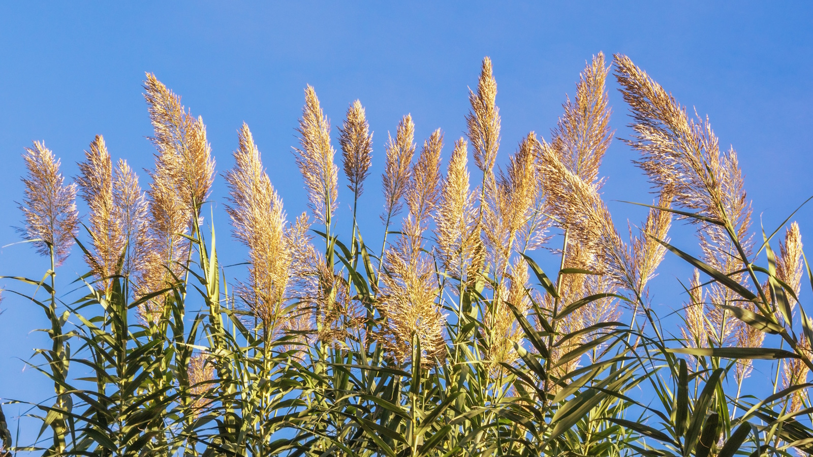 Riese Reed Grass, Arundo Donax, eine invasive Pflanze, die im Sommer mit blauem Himmel bestraft wird
