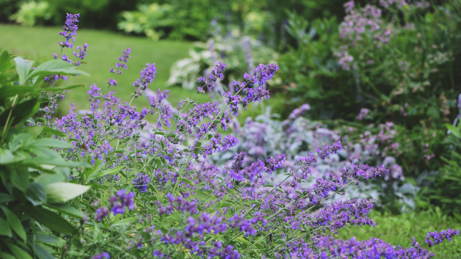 Lila blühende Nepeta oder Katzenminze, gedeiht in einem sonnigen Gartenbeet