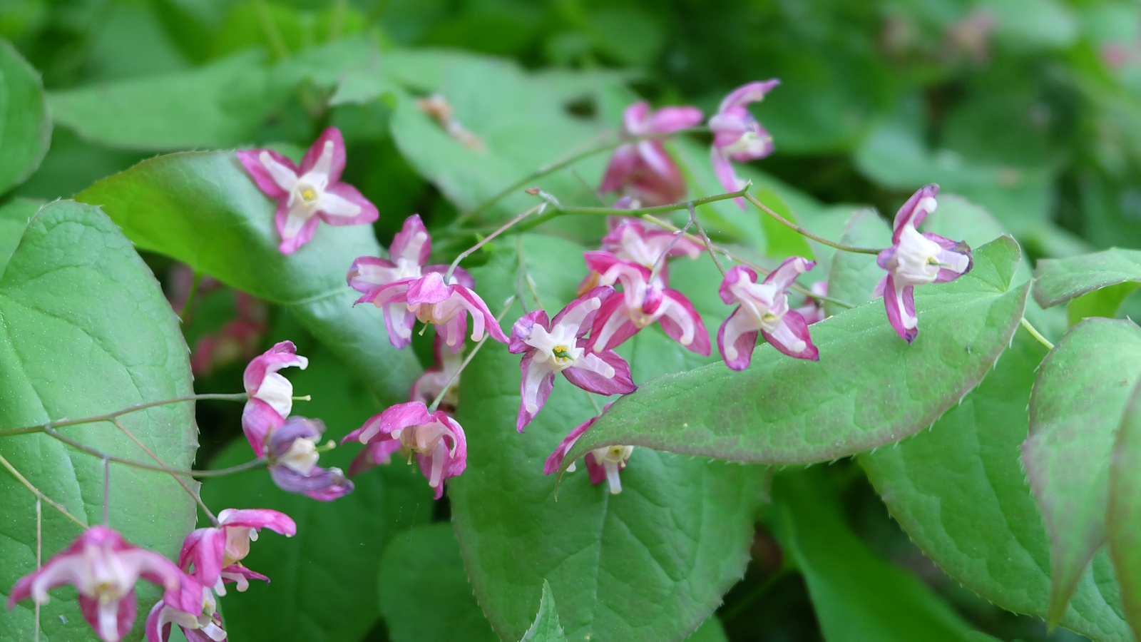 Epimedium rubrum, mit grünen herzförmigen Blättern und rosa und weißen Blüten im Frühling