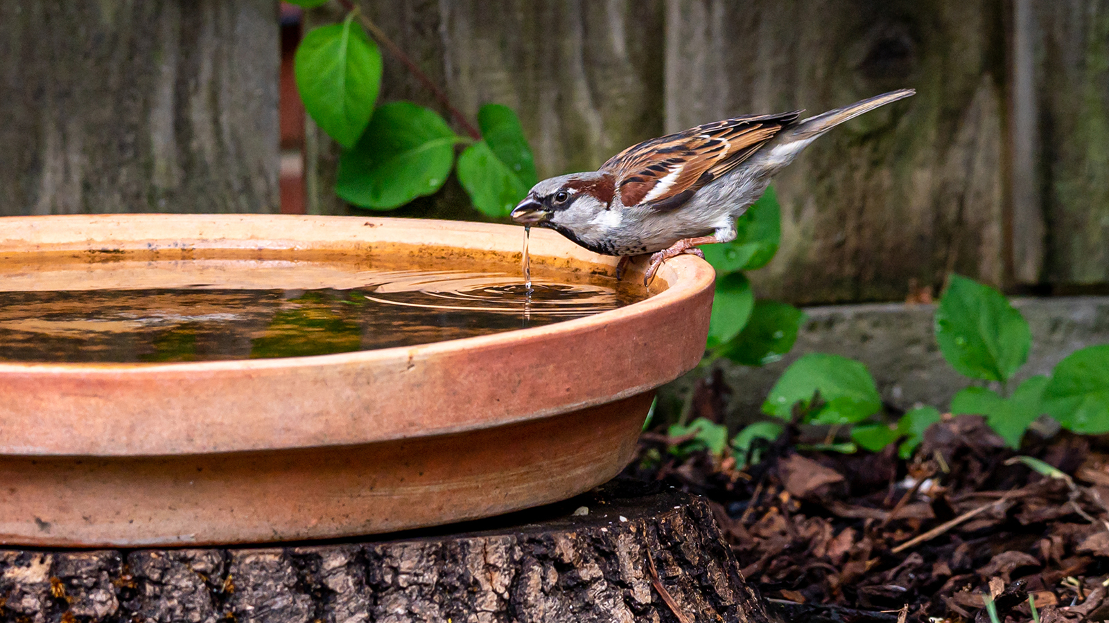 Haussperling trinkt aus einem Terrakotta-Vogelbad