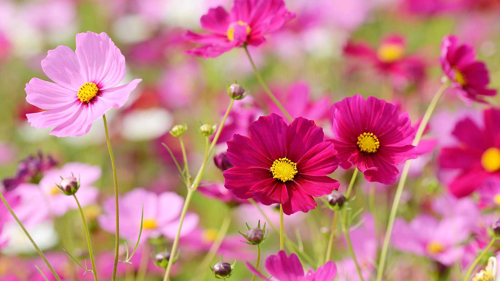 Rosa Kosmosblumen