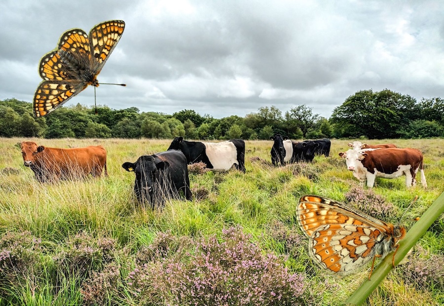 £20,000 upgrade to nature reserve helps ponies and cows to help rare butterfly