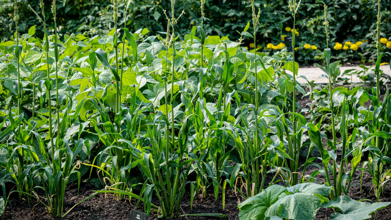 Growing corn in a vegetable garden