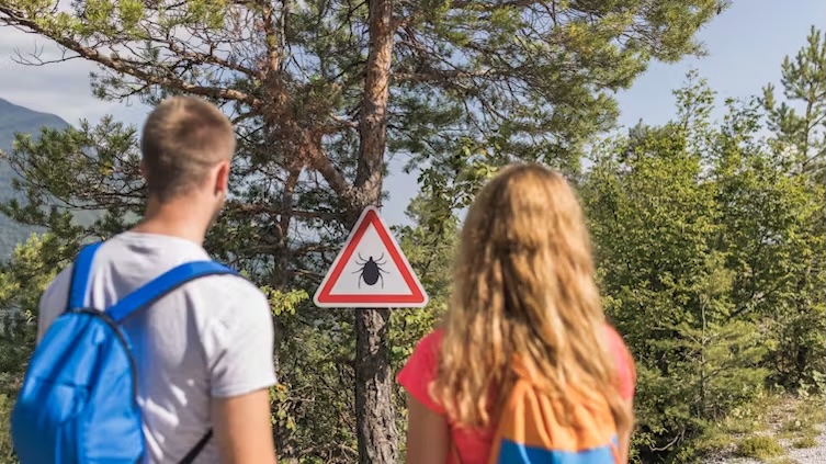 Understanding tick immunity may be key to preventing killer viruses from spreading