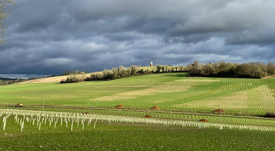 Historic farmland to be restored to nature as one of the UK’s largest everBiodiversity Net Gain schemes launches at Halnaker Hill Farm, Sussex