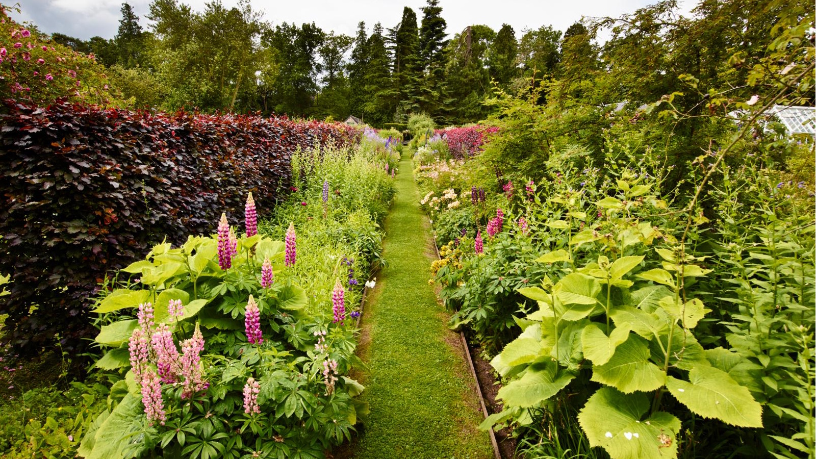 Two deep garden borders with lupines and beech hedge, with a grass path running through the middle