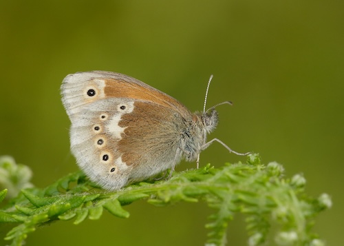 Large Heath by Iain H Leach