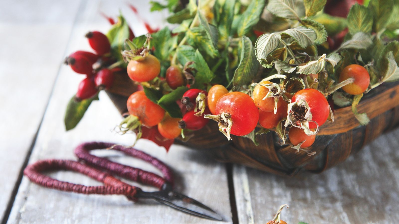 Basket of rosehips beside a pair of gardening scissors