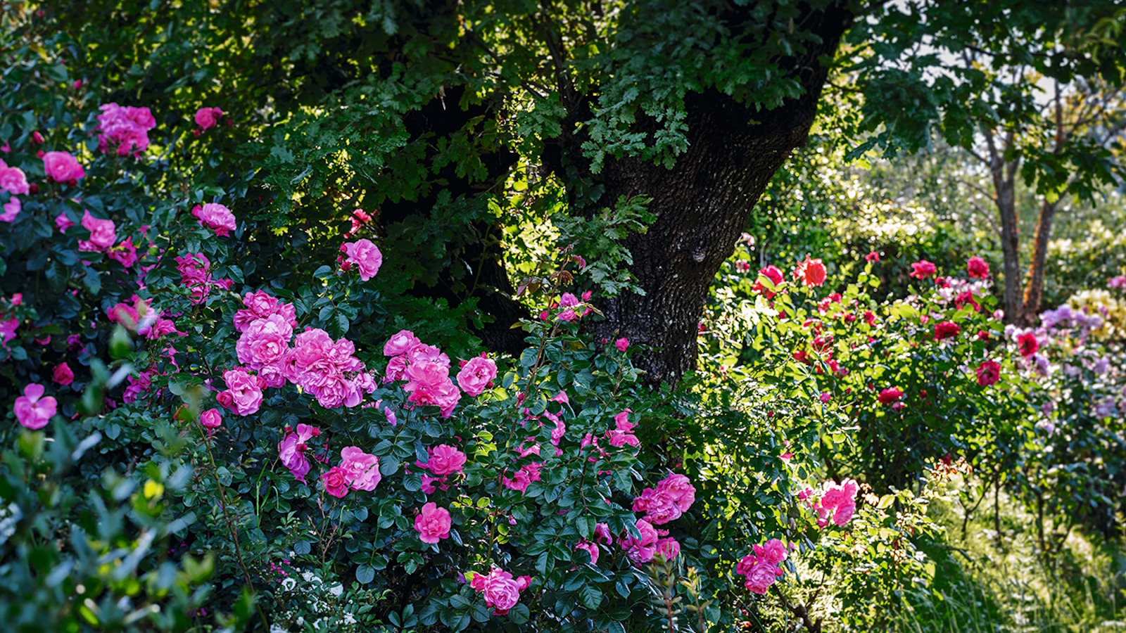Pink flowering rose in summer growing underneath a large oak tree