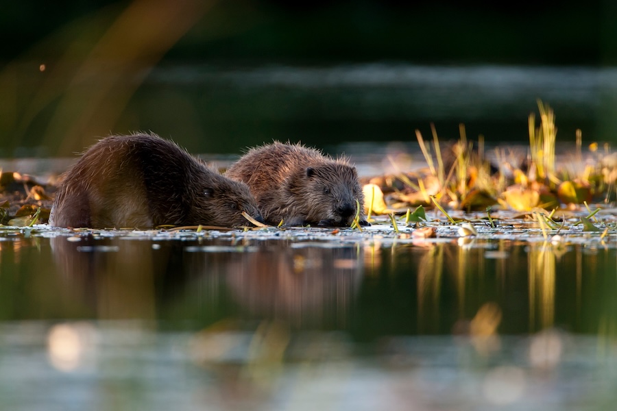 European Beaver (Castor fiber) low angle picture of pair of beavers