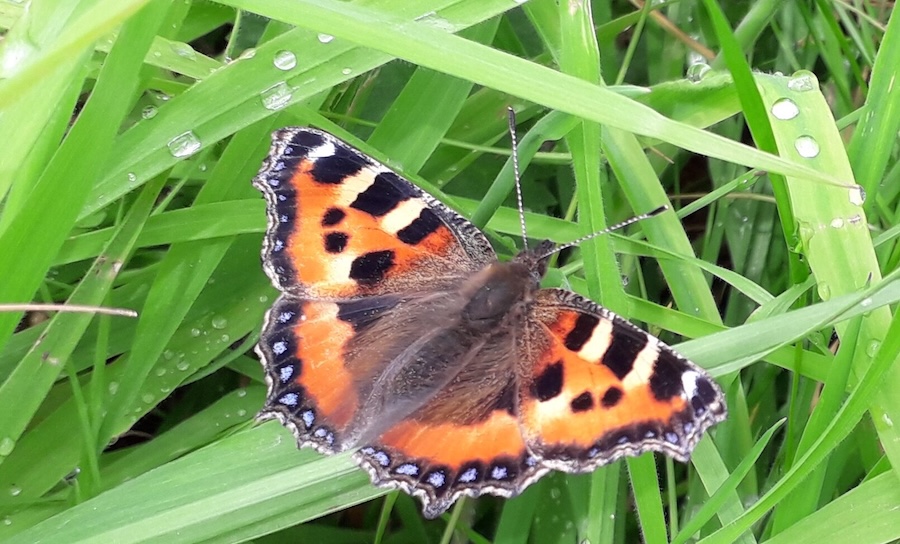 Meadfleet Supports Butterfly Conservation to Boost Biodiversity Across UK Developments