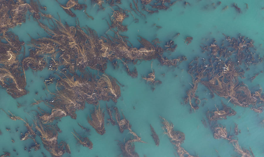 Kelp forests in Marine Protected Areas are more resilient to marine heatwaves