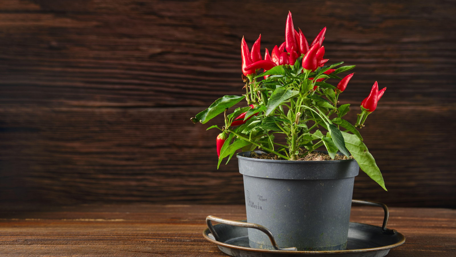 A chili pepper plant covered with red fruits in a container against a wooden background