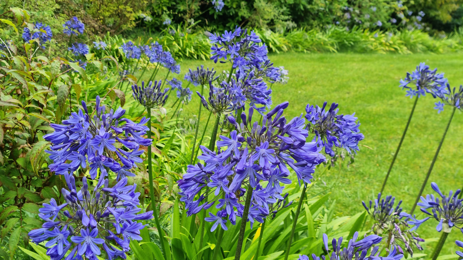 Blue flowers of agapanthus in a garden border next to a lush green lawn